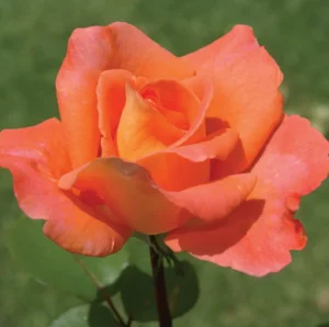 Ambassador.webp Ambassador Hybrid Tea Rose 5lt