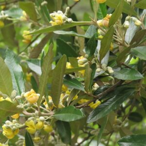 Anastrabe Integerrima 128 Plug Tray