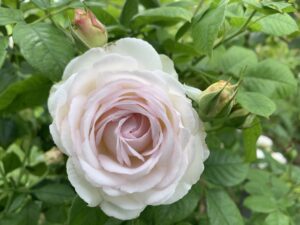 Andani Amandaline Rose 5lt