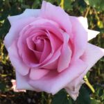 Andrea Stelzer Hybrid Tea Rose 5lt