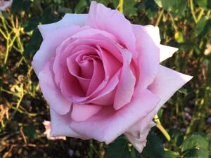 Andrea-Stelzer.jpg Andrea Stelzer Hybrid Tea Rose 5lt