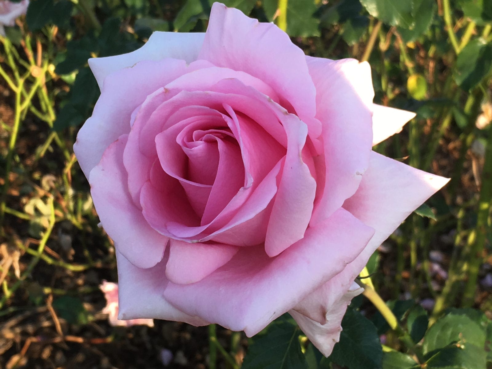 Andrea Stelzer Hybrid Tea Rose 5lt - ClicknPlant Online Nursery