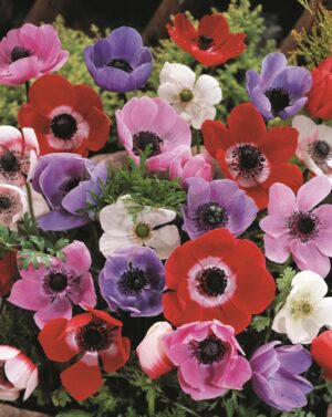 Anemone Single - Mixed Bulbs Common Name: Wind Flower