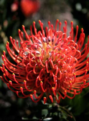 Leucospermum Anouk (pincushion) 32cm Pot