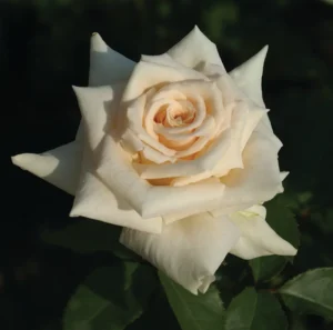 Antique-Silk.webp Antique Silk Hybrid Tea Rose 5lt