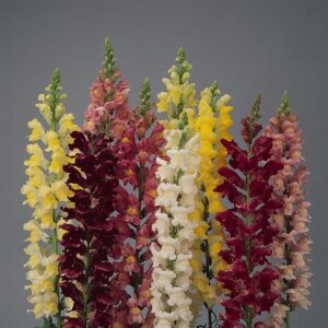 Antirrhinum Snapshot Mix 4 Pack Tray
