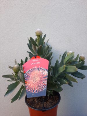 Ayoba Anusha Leucospermum (pincushion) 15cm