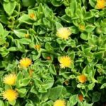 Aptenia Yellow 6 Pack