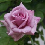 Arctic Ice Hybrid Tea Rose 5lt