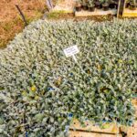 Arctotis Pink 6 Pack