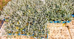 Arctotis Pink 6 Pack