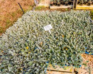 Arctotis Pink 6 Pack