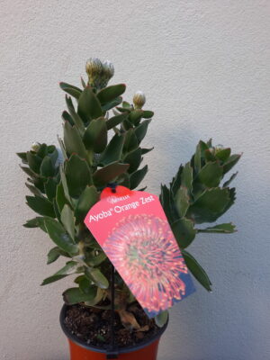 Ayoba Orange Zest Leucospermum (pincushion) 15cm Pot