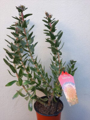 Ayoba Pink Leucospermum (pincushion) 15cm Pot