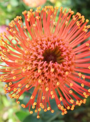 Ayoba Tangerine Twist (pincushion) 32cm Pot