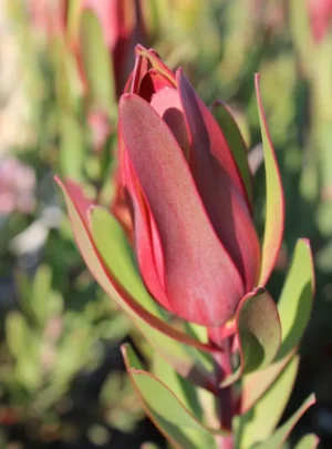 Leucadendron Ayoba African Candy 22cm Pot