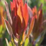 Leucadendron Ayoba African Fire 22cm Pot