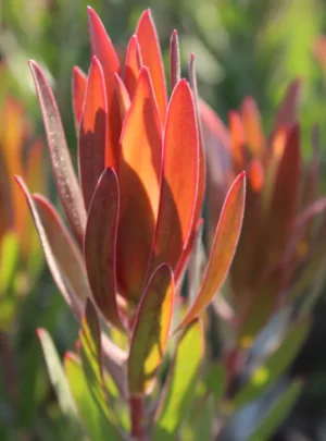 Leucadendron Ayoba African Fire 15cm Pot