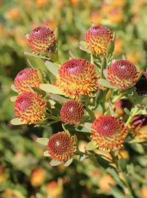 Leucadendron Ayoba African Pop 15cm Pot