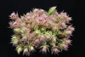 Serruria Ayoba® Evening Star 15cm Pot