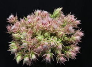 Ayoba®-Evening-Star.jpg Serruria Ayoba® Evening Star 15cm Pot