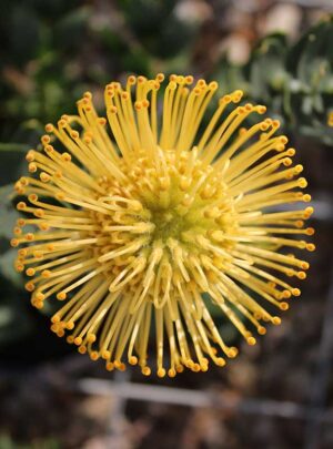Leucospermum Ayoba Gold (pincushion) 32cm Pot