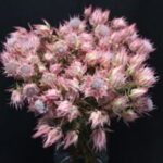 Serruria Ayoba® Shooting Star 15cm Pot