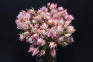 Serruria Ayoba® Shooting Star 15cm Pot