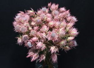 Ayoba®-Shooting-Star.jpg Serruria Ayoba® Shooting Star 15cm Pot