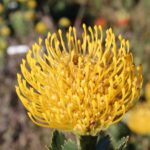 Leucospermum Ayoba Yellow (pincushion) 15cm Pot