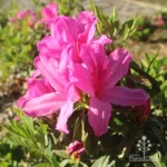 Azalea 'Magnifica' 128 Plug Tray