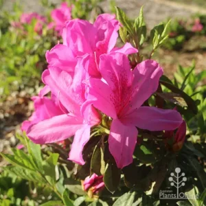 Azalea 'Magnifica' 128 Plug Tray Azalea 'Magnifica' 128 Plug Tray