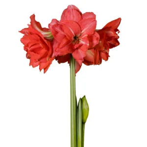 Ballerina™.webp Amaryllis Sonatini - "Ballerina™" Bulbs