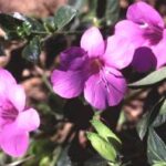 Barleria Purple Prince 4lt