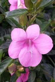 Barleria Repens Pink 4 Pack Tray