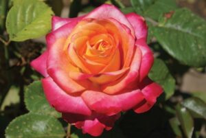 Beauty from Within Hybrid Tea Rose 5lt