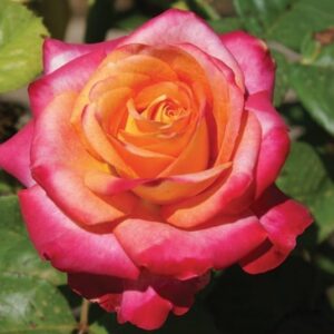 Beauty from Within Hybrid Tea Rose 5lt