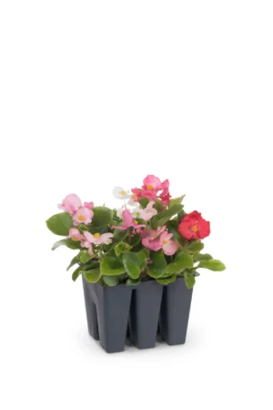 Begonia RL Eris 6 Pack