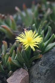 Bergeranthus Multiceps 128 Plug Tray