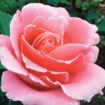 Bewitched Hybrid Tea Rose 5lt