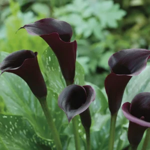 Zantedeschia Black Panther Bulbs