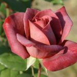 Black Tea Hybrid Tea Rose 5lt