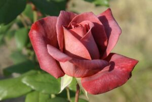 Black Tea Hybrid Tea Rose 5lt
