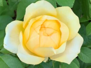 Blondy DELludjau Panarosa Rose 5lt