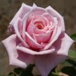 Blossom Time Climbing Rose 5lt