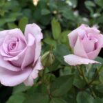 Blue Moon Hybrid Tea Rose 5lt