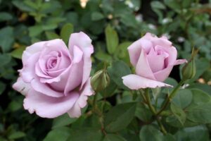 Blue Moon Hybrid Tea Rose 5lt