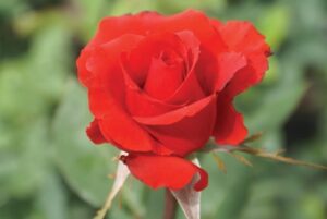 Boksburg Fantasia Hybrid Tea Rose 5lt
