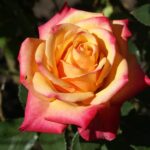 Bonfire SPEonfi Hybrid Tea Rose 5lt