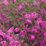 Boronia Magenta Stars 15cm Pot Boronia Magenta Stars 15cm Pot